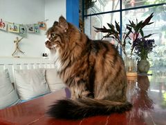 android_upload_pic-Anne猫窝咖啡屋