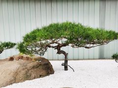 -罗红摄影艺术馆