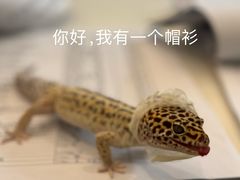 -悦宠动物医院(京丰分院)