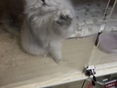 -Meowの猫咖(万家丽店)