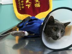 -高德24h动物医院