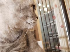 -MOYOYO猫咪咖啡店