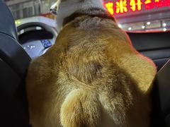 -宠福鑫康馨动物医院·骨科·眼科