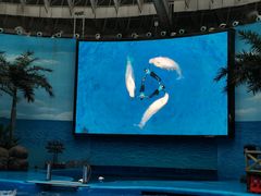-海合安成都极地海洋公园