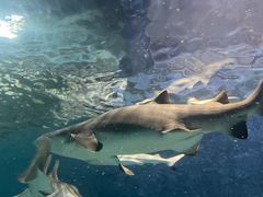 -上海海洋水族馆