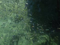 -东姑阿都拉曼海洋公园
