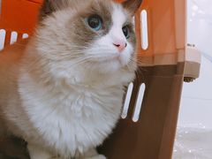 -伟伟宠物医院·CT影像中心·瑞派犬猫综合性门诊(汉口总院)