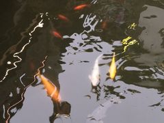 -豫园湖心亭茶楼