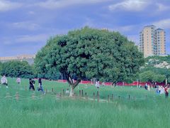 -红花山公园
