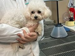 -瑞派伍一宠物医院·眼科·骨科·猫科转诊中心(马王堆院)