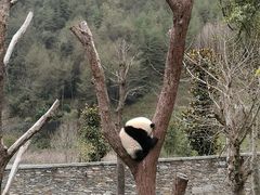 -卧龙中华大熊猫苑神树坪基地