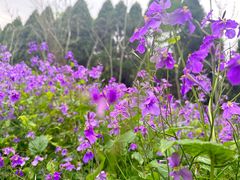 -上海滨江森林公园