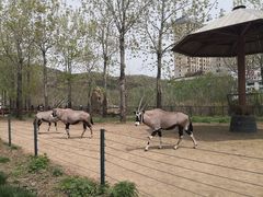 -大连森林动物园