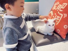 -飞行喵MR PILOT|猫舍·猫咖(静安大融城店)