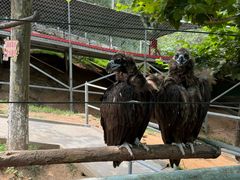 -西霞口神雕山野生动物世界