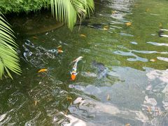 -新加坡飞禽公园
