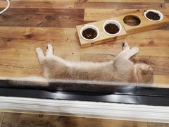 -袖虎·猫馆(体育西路店)