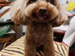 -PETKIT 小佩宠物·低压洗护·美容·寄养(安远店)