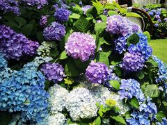 -Lamant Manor已闻花名關於藍