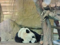 -成都动物园