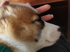 -1013 PET SHOP 宠物商店(近铁城市广场店)