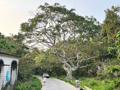 -广东惠东海龟国家级自然保护区
