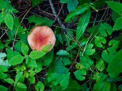 -帽儿山国家森林公园