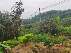 -桃源山庄·水蜜桃采摘·柴火鸡·烧烤团建(龙泉山店)