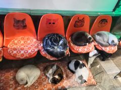 -猫咪博物馆(顶澳仔猫街店)