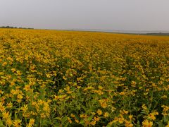 -北纬44度·金珠花海休闲农业旅游景区