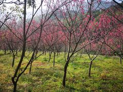 -福清灵石山国家森林公园