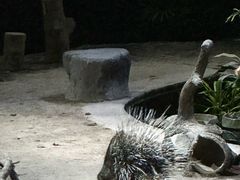 -夜间野生动物园