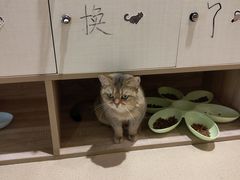 -藏猫猫咖啡主题馆(中央大道店)