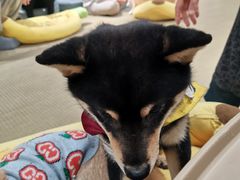 -逗柴咖啡屋·狗咖猫咖宠物桌游