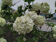 -雅苑中餐厅