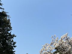 -南京古林公园