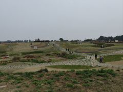 -空港花田景区