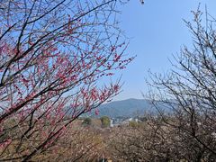 -香雪海