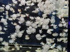 -太平洋海底世界