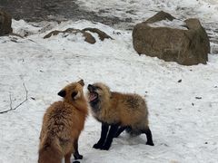 -宫城藏王狐狸村