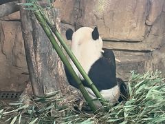 -成都动物园