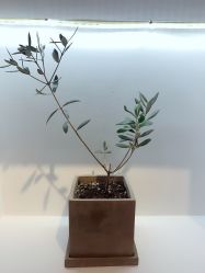 -DELAVAY黛乐薇抗衰中心