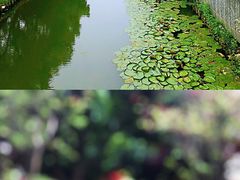 -上海鲜花港