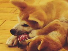 -喜柴咖啡·柴犬狗咖