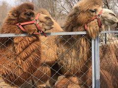 -长白岛森林公园