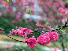 -南国桃园旅游度假区