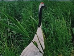 -黑龙江扎龙生态旅游区