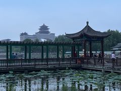 -莲花池公园