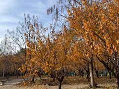 -长白岛森林公园