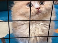 -欣宠猫屋·矮脚拿破仑·蓝金金渐层